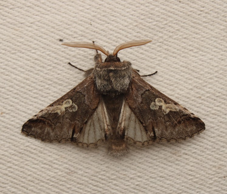 Diloba caeruleocephala - őszi kékesbagoly