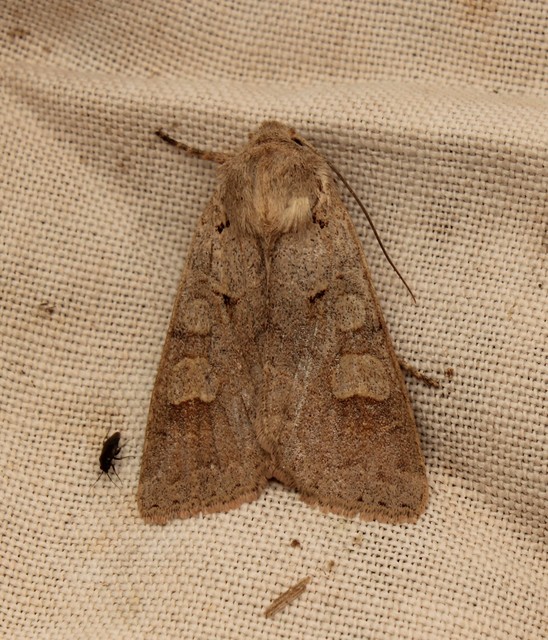 Ammoconia caecimacula - szürke őszibagoly