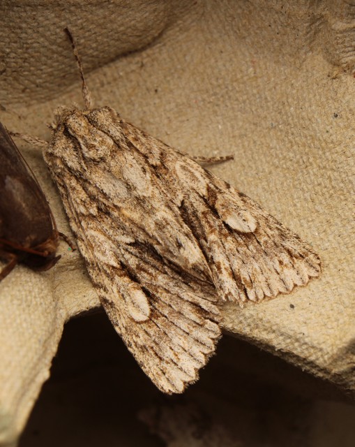 Meganephria bimaculosa - kétfoltos szilbagoly