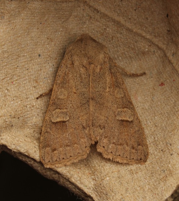 Ammoconia caecimacula - szürke őszibagoly