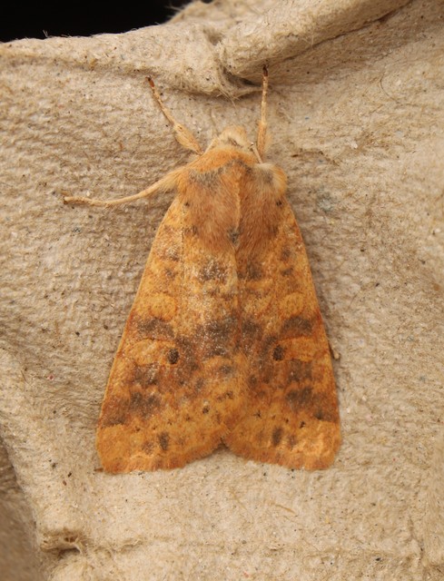 Cirrhia gilvago - foltos sárgabagoly