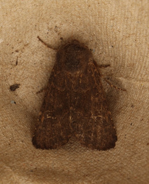 Aporophyla lutulenta - sziki őszibagoly