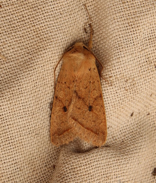 Leptologia macilenta - gyertyán-őszibagoly
