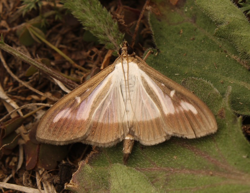 Cydalima perspectalis - puszpáng-tűzmoly