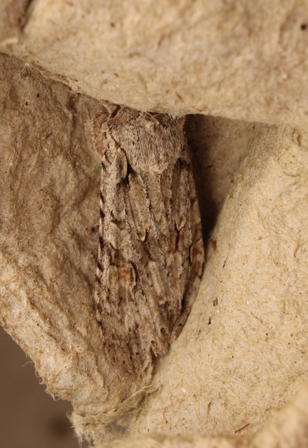 Lithophane ornitopus - közönséges fabagoly