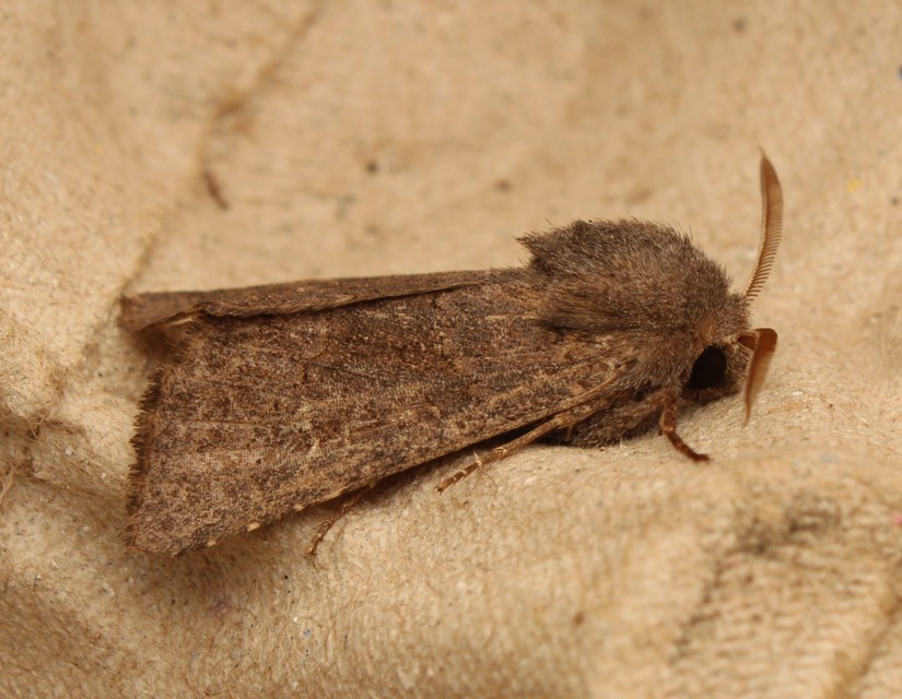 Aporophyla lutulenta - sziki őszibagoly