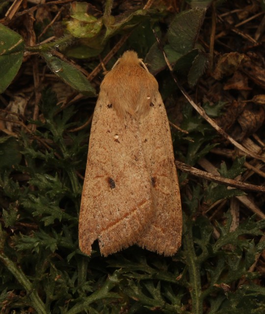 Leptologia macilenta - gyertyán-őszibagoly