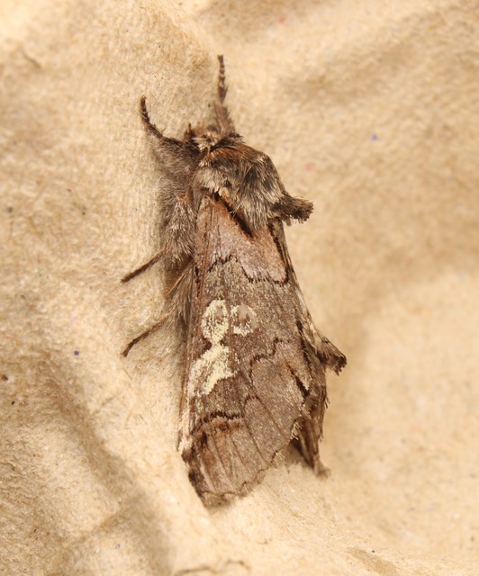Diloba caeruleocephala - őszi kékesbagoly