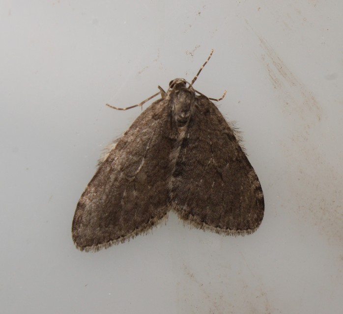 Epirrita christyi/dilutata
