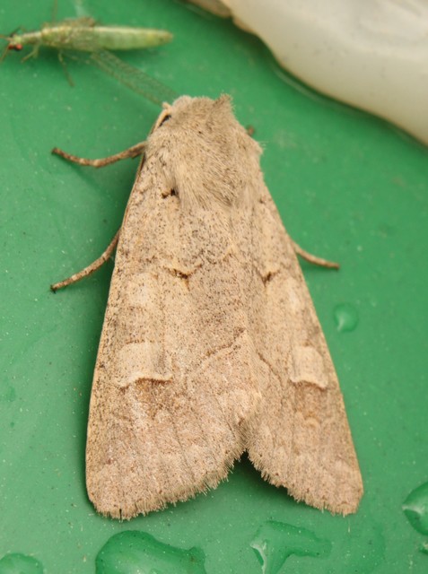 Ammoconia caecimacula - szürke őszibagoly