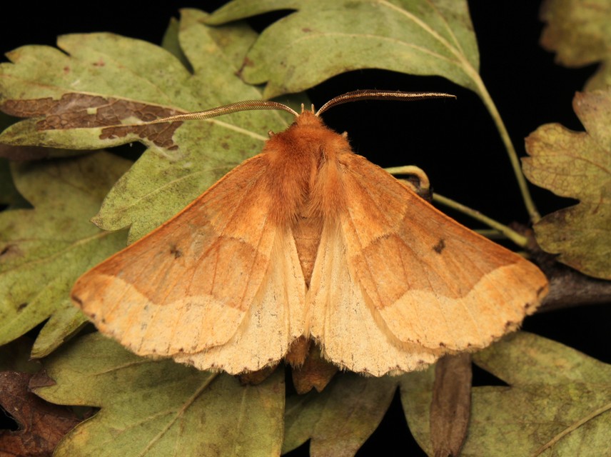 Crocallis tusciaria - barna sávosaraszoló