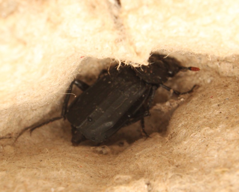 Necrodes littoralis - nagy dögbogár