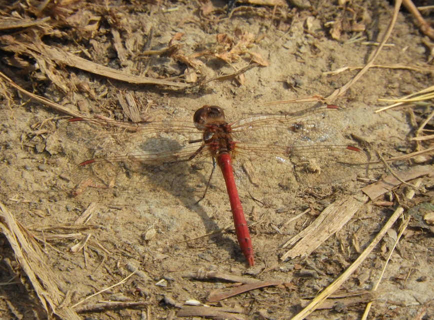 Sympetrum striolatum/vulgatum