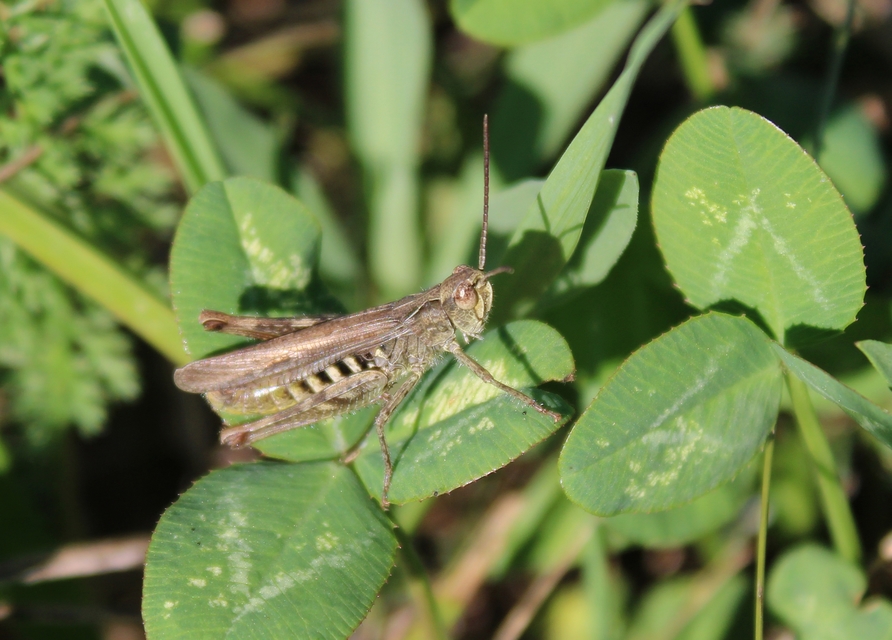 Chorthippus (Glyptobothrus) (subgenus)