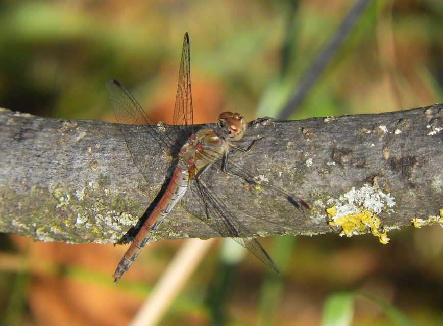 Sympetrum striolatum - harántsávos katona-szitakötő
