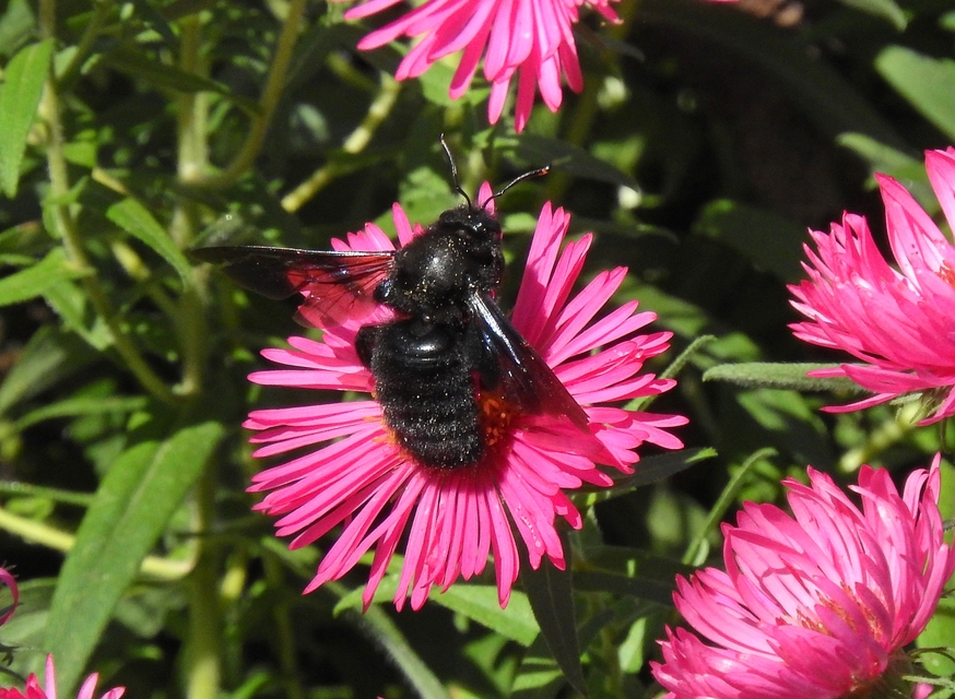 Xylocopa violacea - kék fadongó