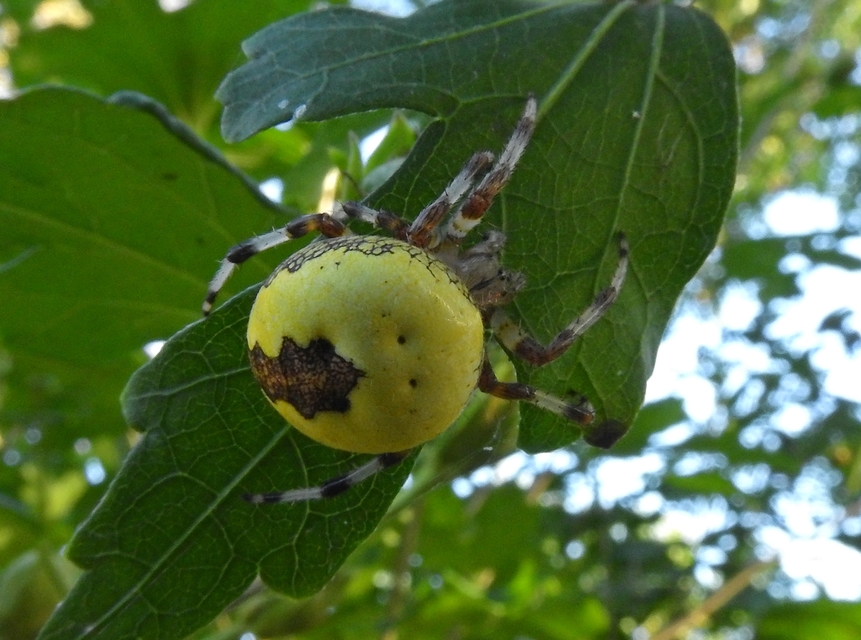 Araneus marmoreus - márványos keresztespók