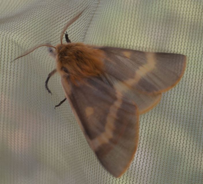 Lemonia dumi - sávos szövő
