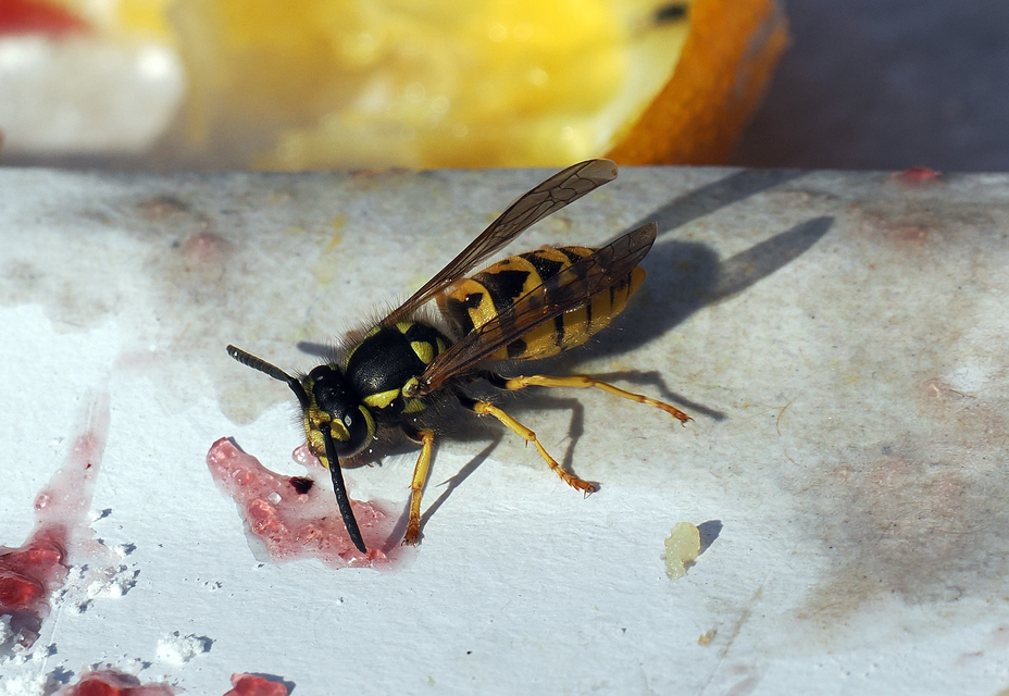 Vespula germanica - német darázs
