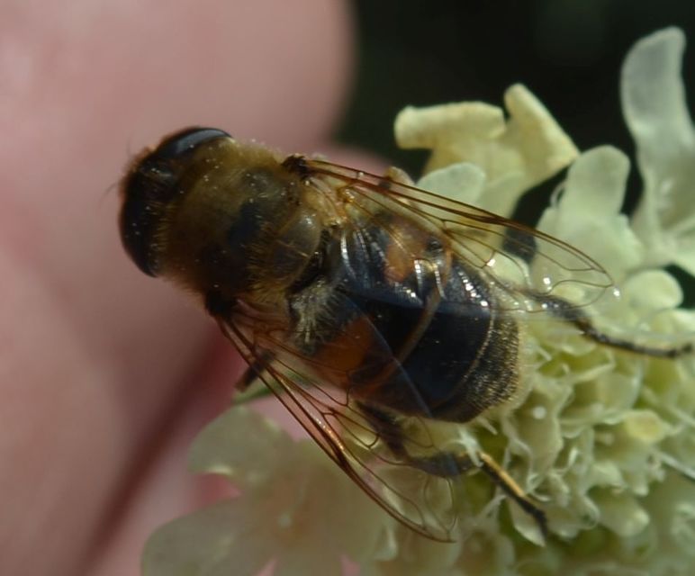 Eristalis tenax - közönséges herelégy