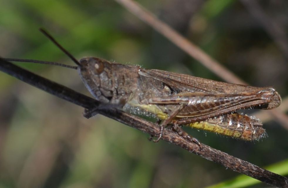 Chorthippus (Glyptobothrus) (subgenus)