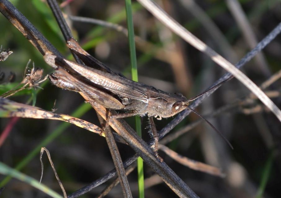 Chorthippus (Glyptobothrus) (subgenus)