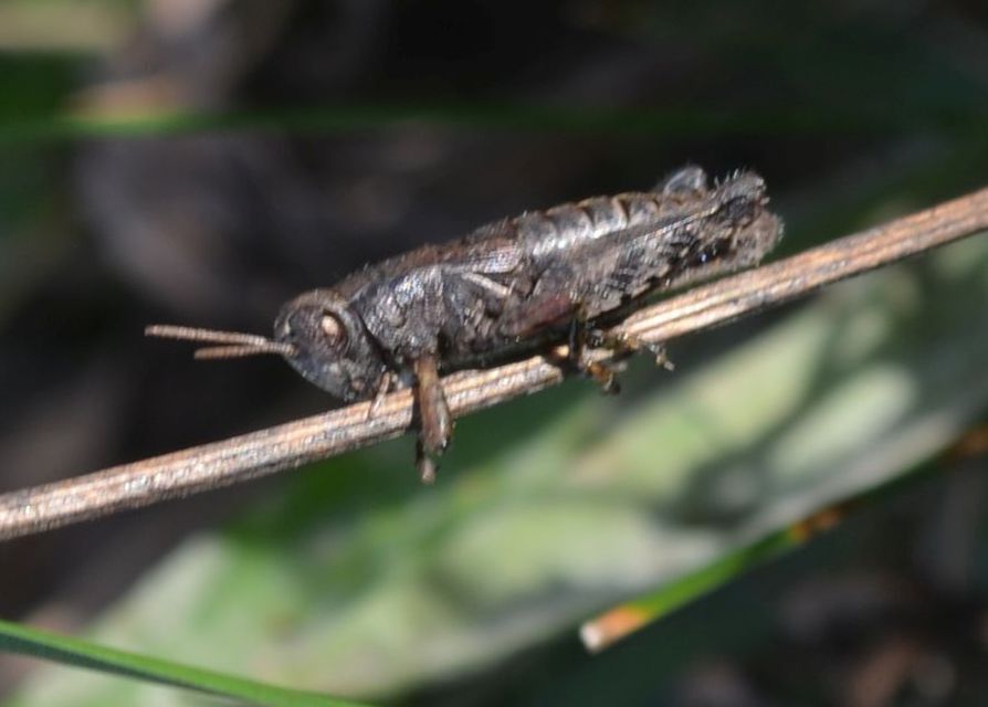 Pezotettix giornae - kis hegyisáska