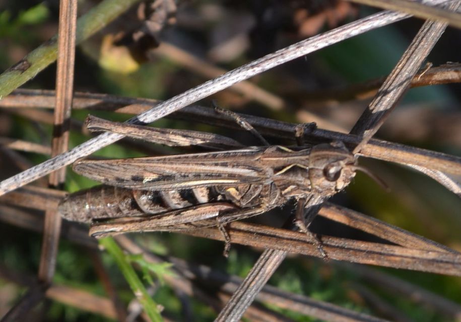 Chorthippus (Glyptobothrus) (subgenus)