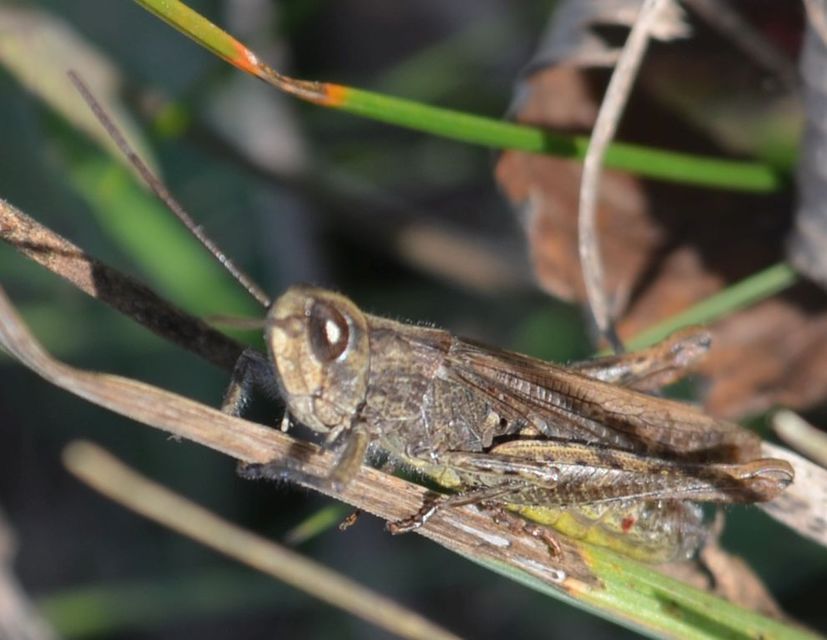 Chorthippus (Glyptobothrus) (subgenus)