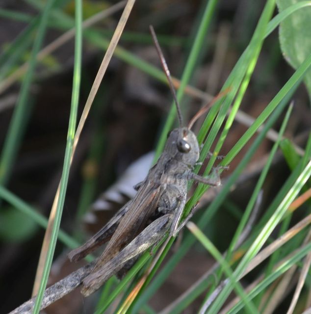 Chorthippus (Glyptobothrus) (subgenus)