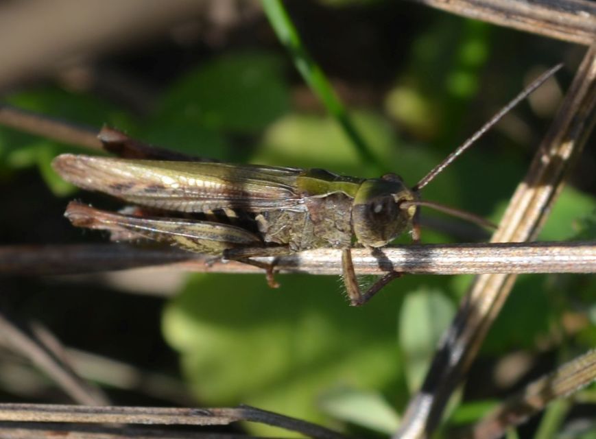 Chorthippus (Glyptobothrus) (subgenus)