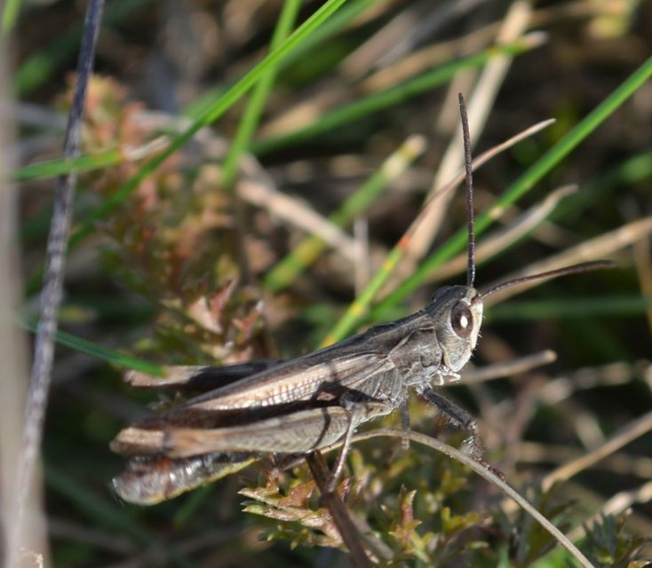 Chorthippus (Glyptobothrus) (subgenus)