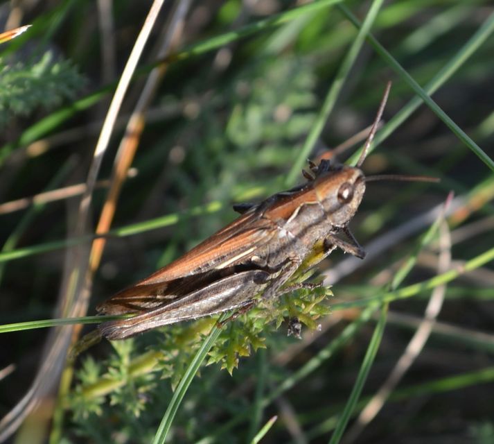 Chorthippus (Glyptobothrus) (subgenus)