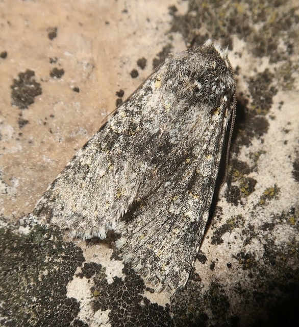 Polymixis xanthomista gyurovicslaszloi - Gyurovics László tarkabaglya