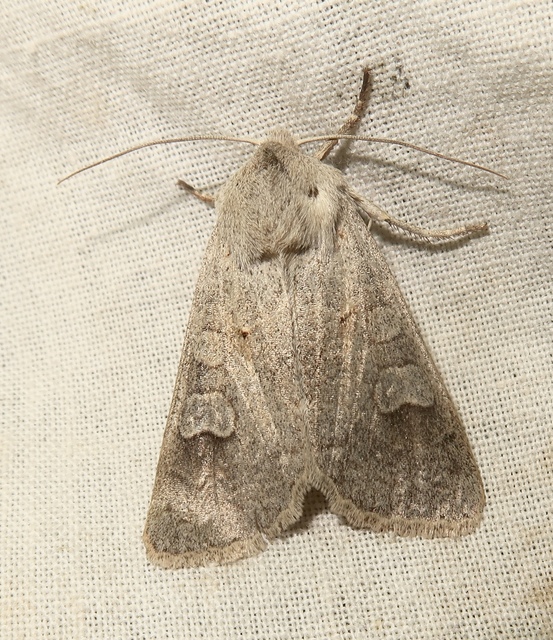 Ammoconia caecimacula - szürke őszibagoly