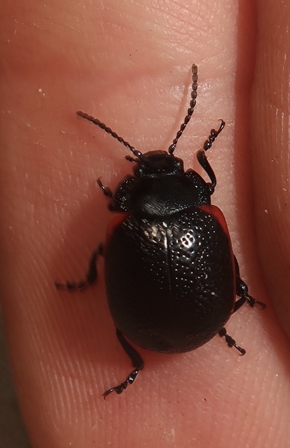 Chrysolina kuesteri - ráncos szegélyeslevelész