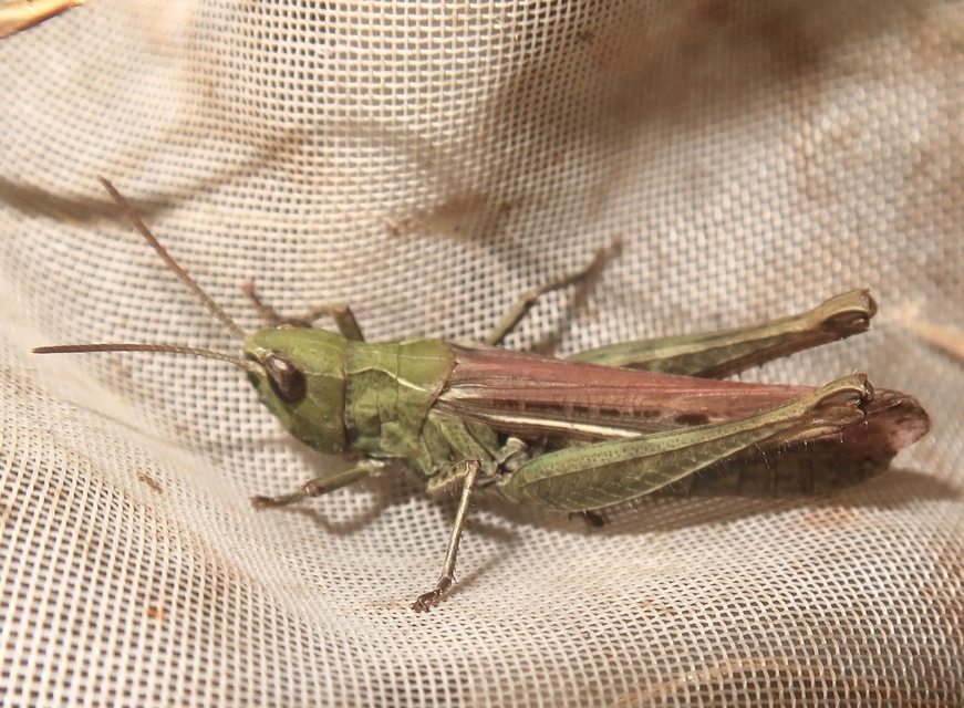 Chorthippus (Glyptobothrus) (subgenus)