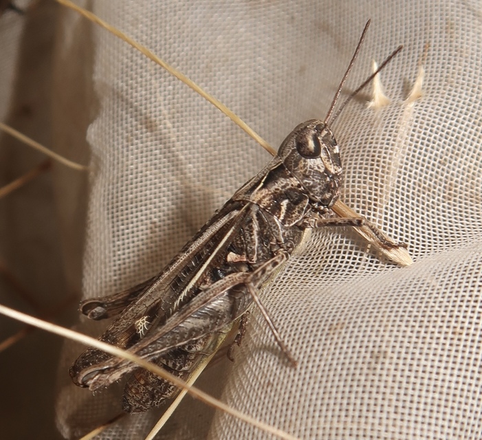 Chorthippus (Glyptobothrus) (subgenus)