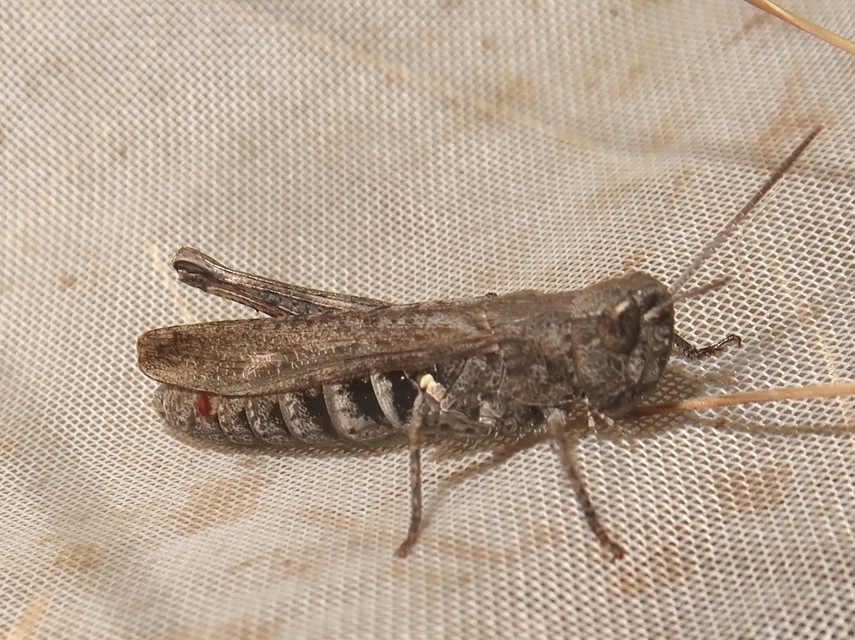 Chorthippus (Glyptobothrus) (subgenus)
