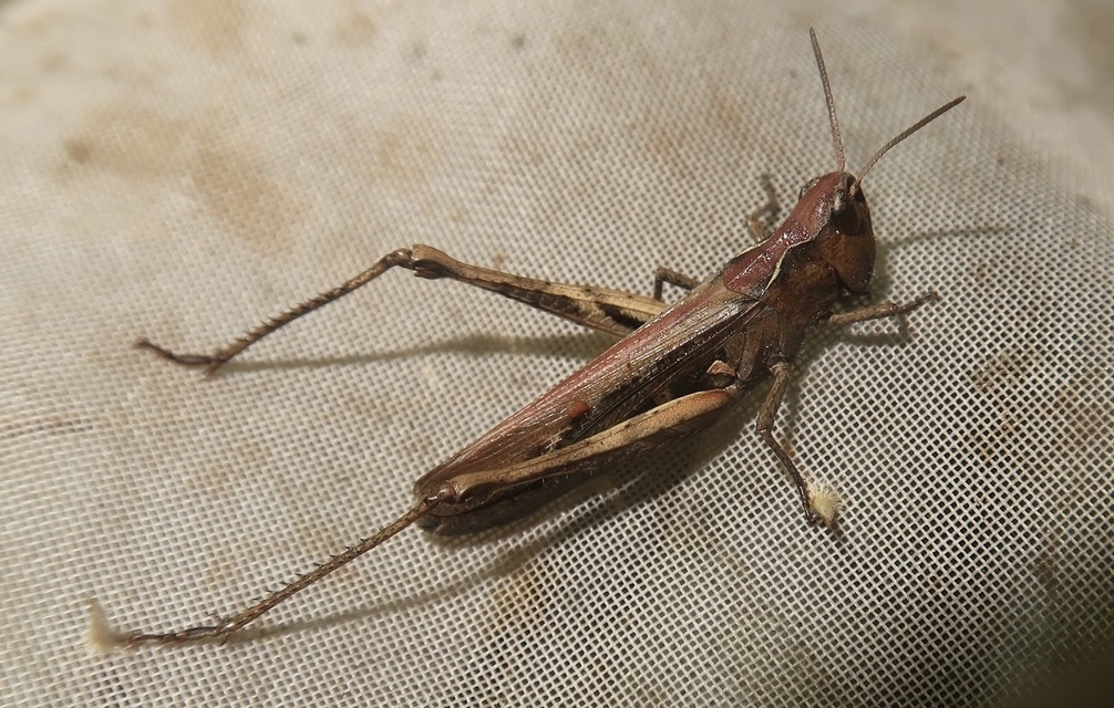 Chorthippus (Glyptobothrus) (subgenus)