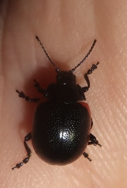 Chrysolina rossia - trapézhátú szegélyeslevelész