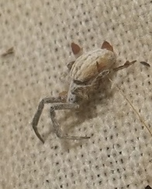 Uloborus walckenaerius - derespók