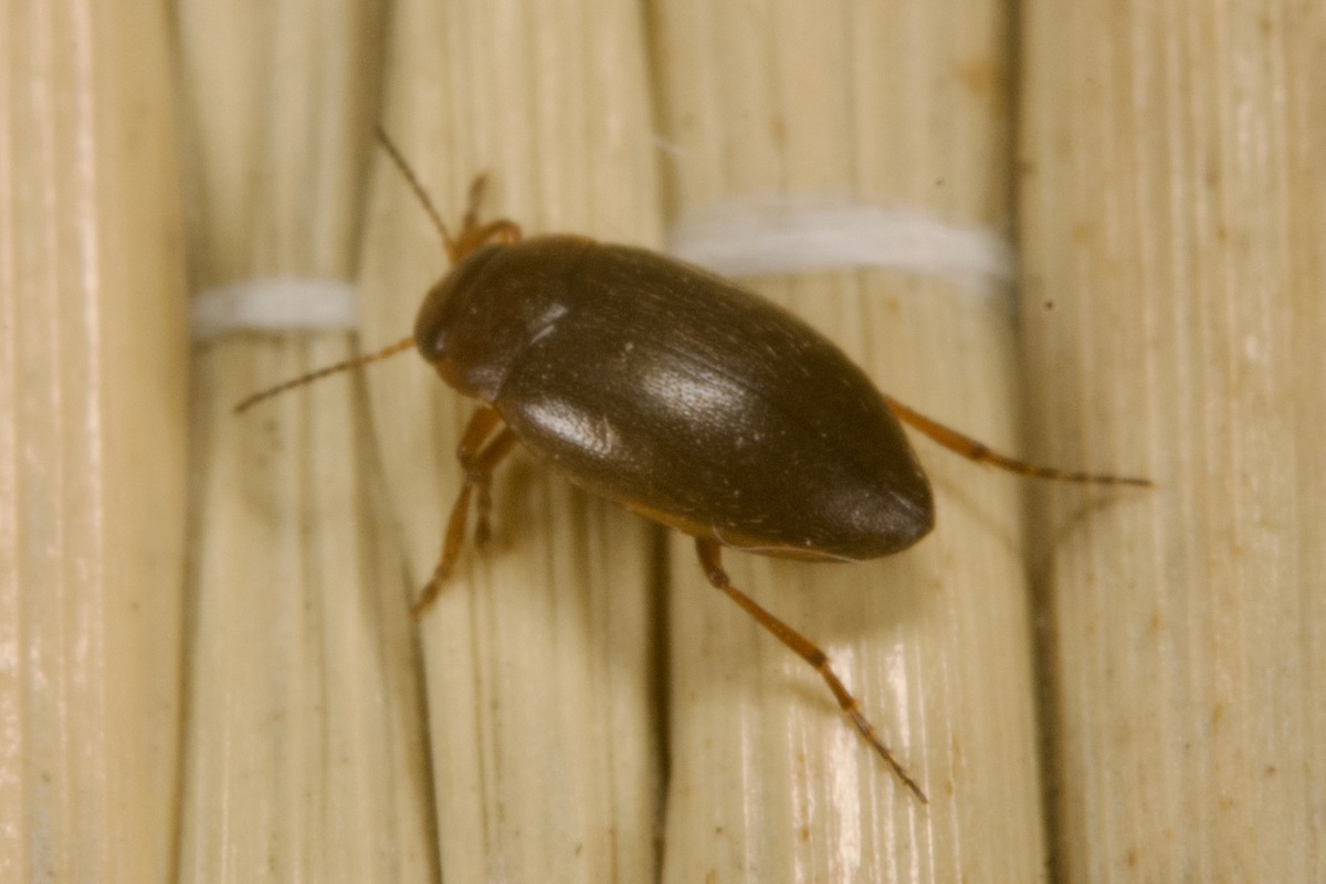 Hydroporus angustatus - karcsú kiscsíkbogár