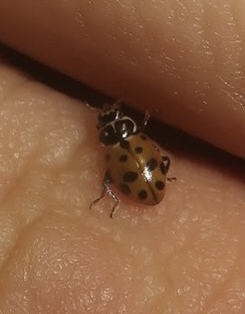Hippodamia variegata - tizenhárompettyes katica