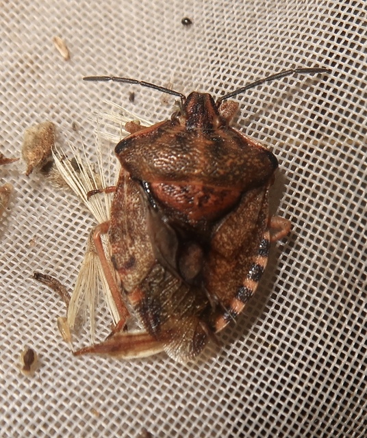 Carpocoris Carpocoris