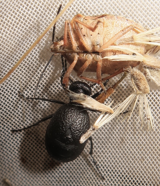 Meloe rugosus - ráncos nünüke