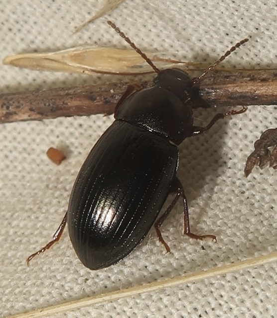 Nalassus dermestoides - rövidszárnyú gyászbogár