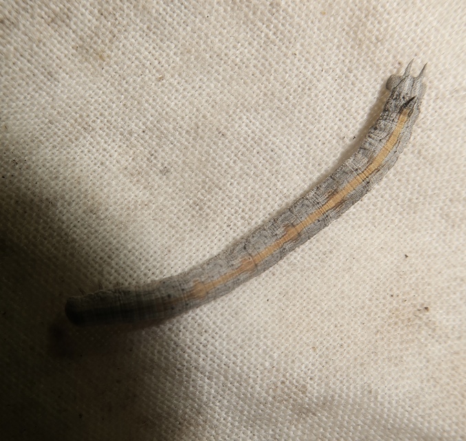 Dyscia conspersaria - sziklaüröm-araszoló