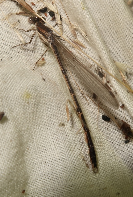 Sympecma fusca - téli rablószitakötő