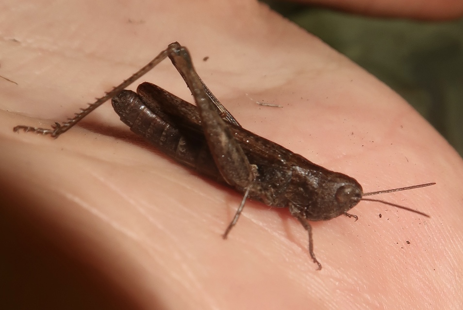 Chorthippus mollis - halk tarlósáska